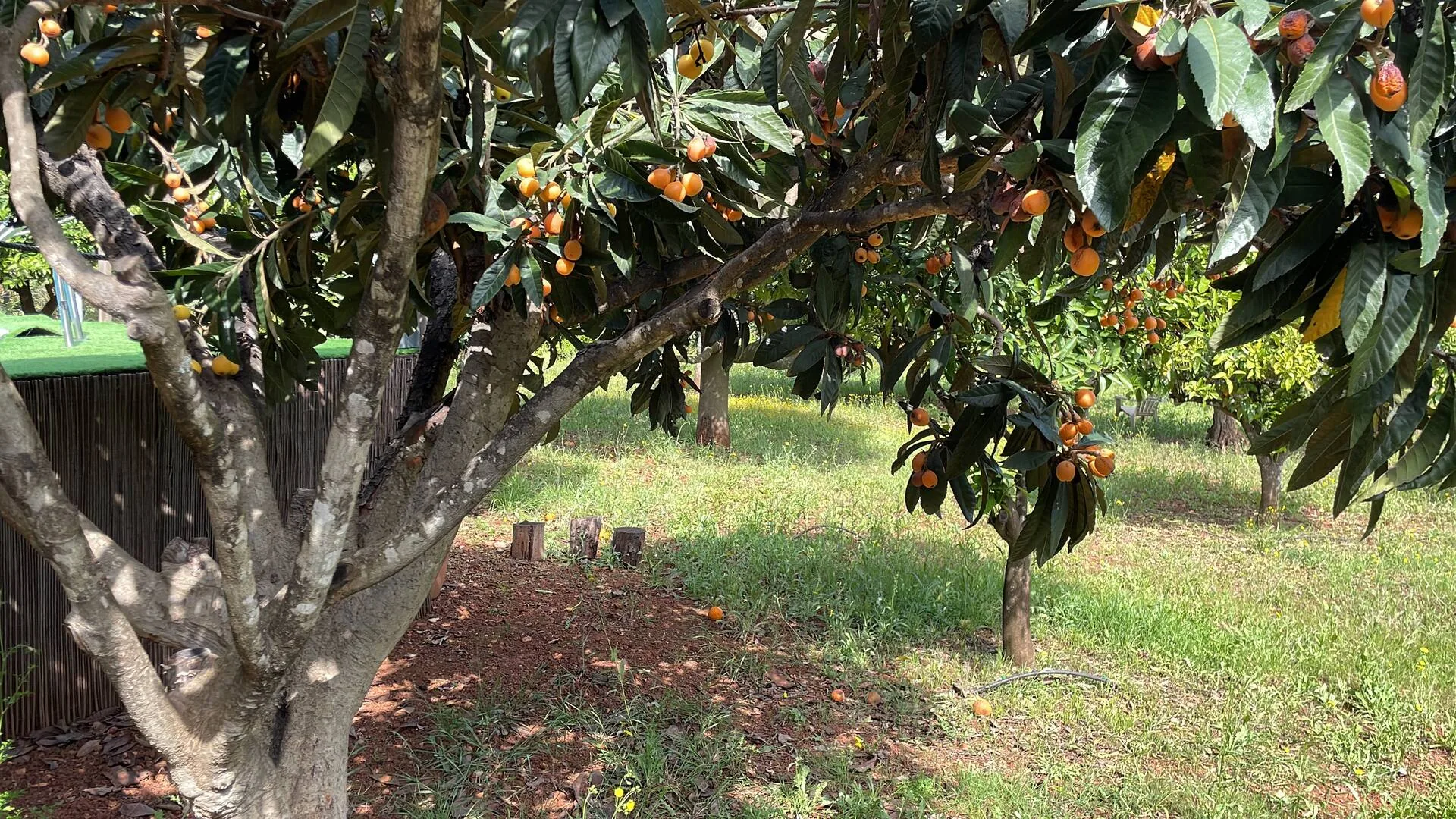 A loquat tree heavy with ripe orange fruit, with the rows of the orchard stretching away behind it.