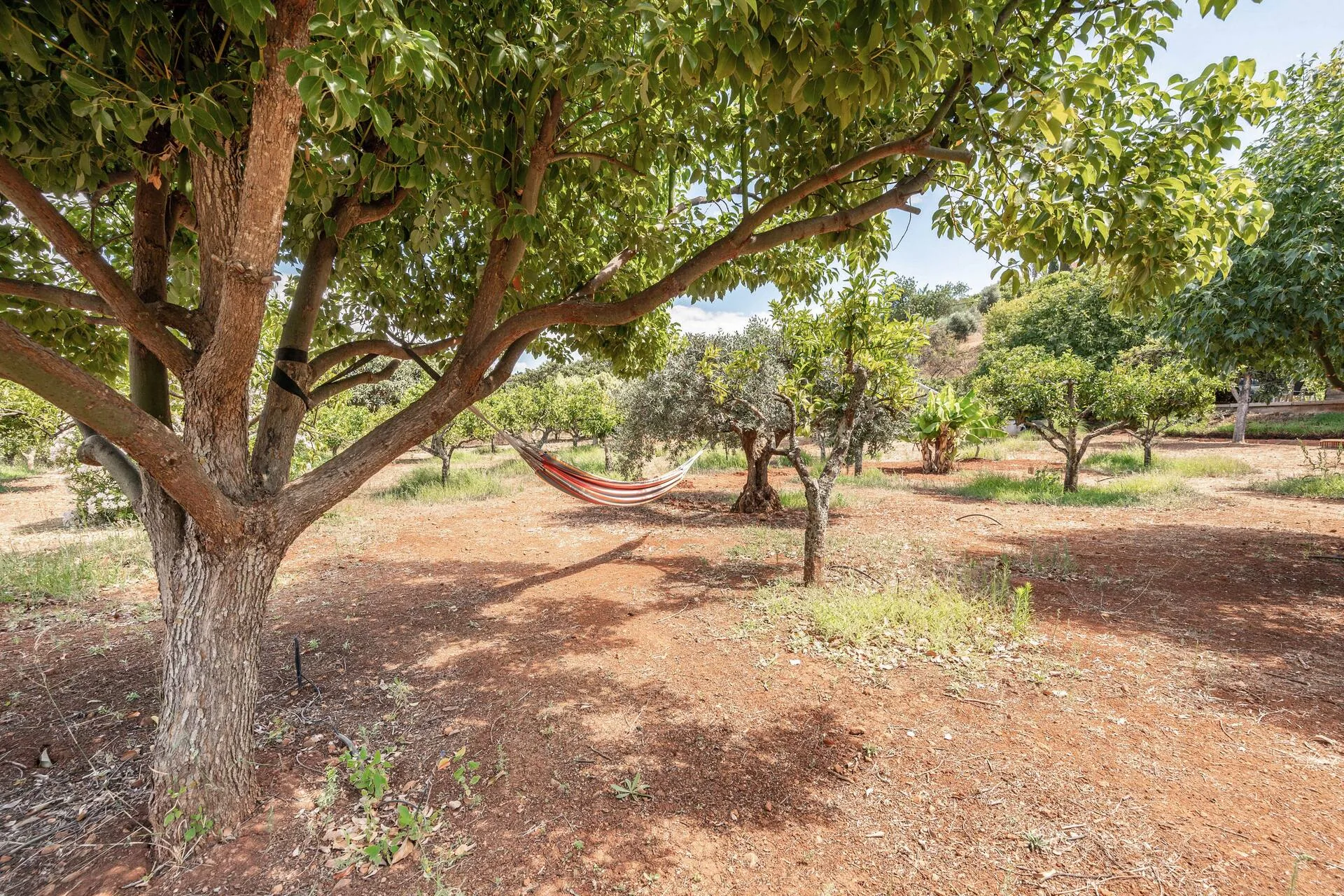 A striped hammock slung between fruit trees in the shade of the orchard.